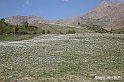 VBS_2495 - Fioritura Narcisi Castelnuovo Nigra 2022 e campi di papaveri rossi